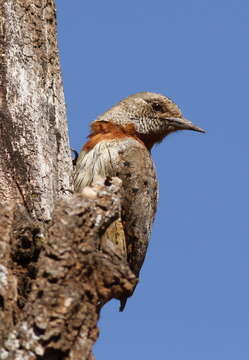 Image of Red-throated Wryneck