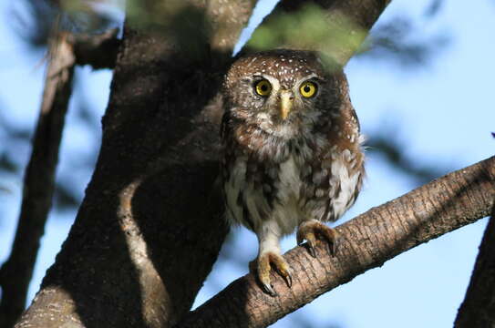 Image of Pearl-spotted Owlet