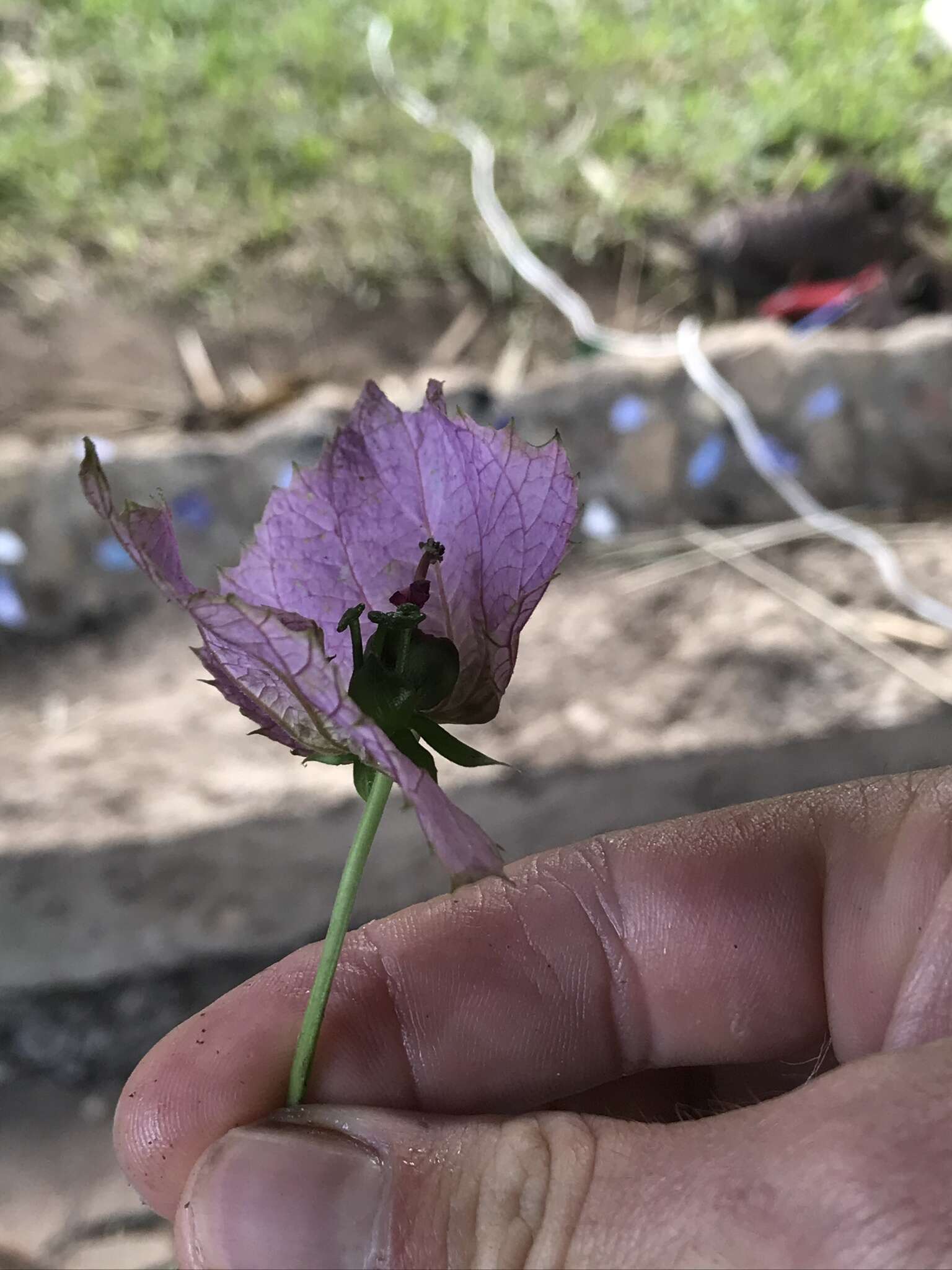 Plancia ëd Dalechampia dioscoreifolia Poepp.