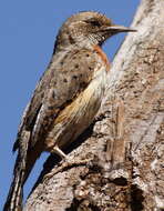 Image of Red-throated Wryneck