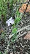 Imagem de Barleria pungens L. fil.