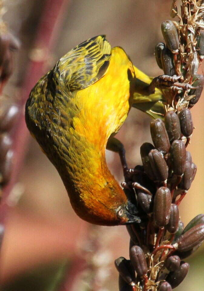 Image of Cape Weaver