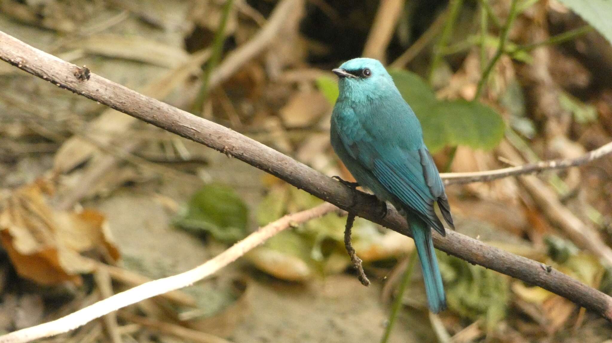 Image of Verditer Flycatcher