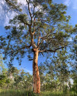 Image of scribbly gum