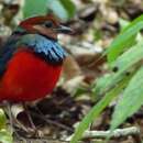 Erythropitta celebensis (Müller, S & Schlegel 1845)的圖片