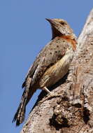 Image of Red-throated Wryneck