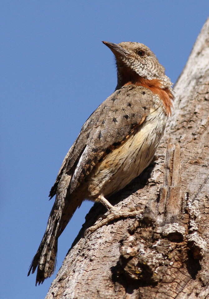 Image of Red-throated Wryneck