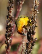 Image of Cape Weaver