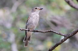 Image of Spotted Flycatcher