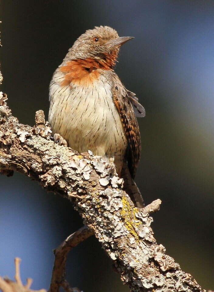 Image of Red-throated Wryneck