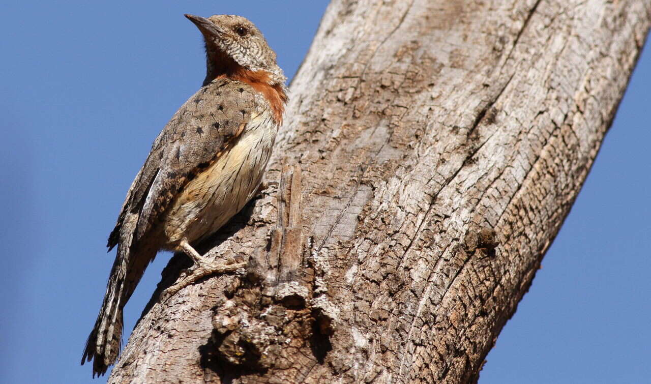 Image of Red-throated Wryneck