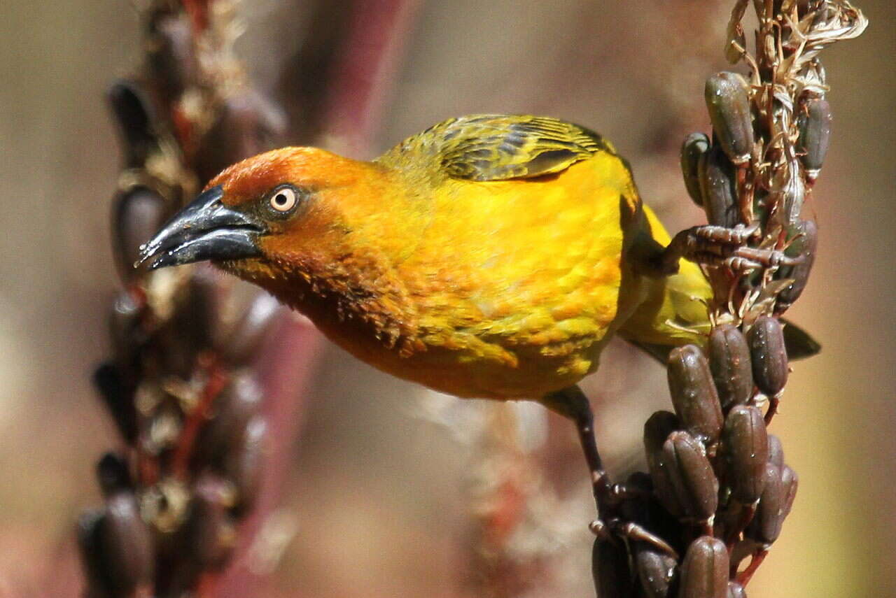 Image of Cape Weaver