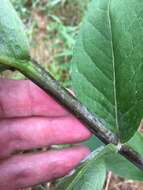 Silphium integrifolium var. laeve Torr. & A. Gray resmi