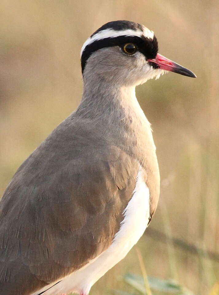 Image of Crowned Lapwing