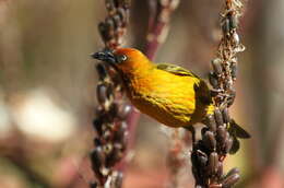 Image of Cape Weaver