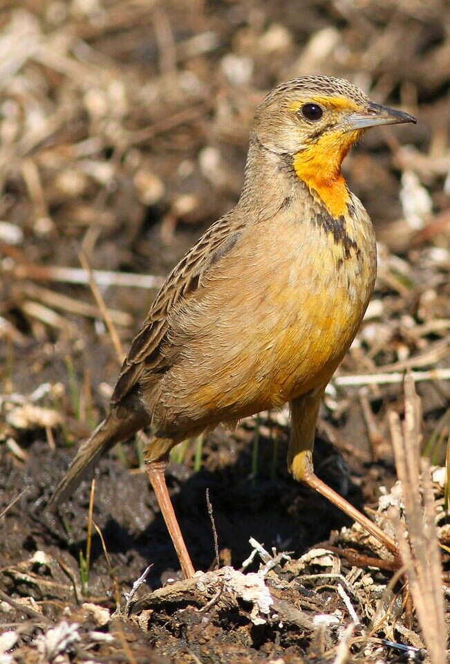 Image of Cape Longclaw