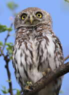 Image of Pearl-spotted Owlet