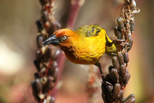 Image of Cape Weaver