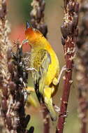 Image of Cape Weaver