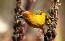 Image of Cape Weaver