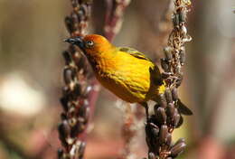 Image of Cape Weaver