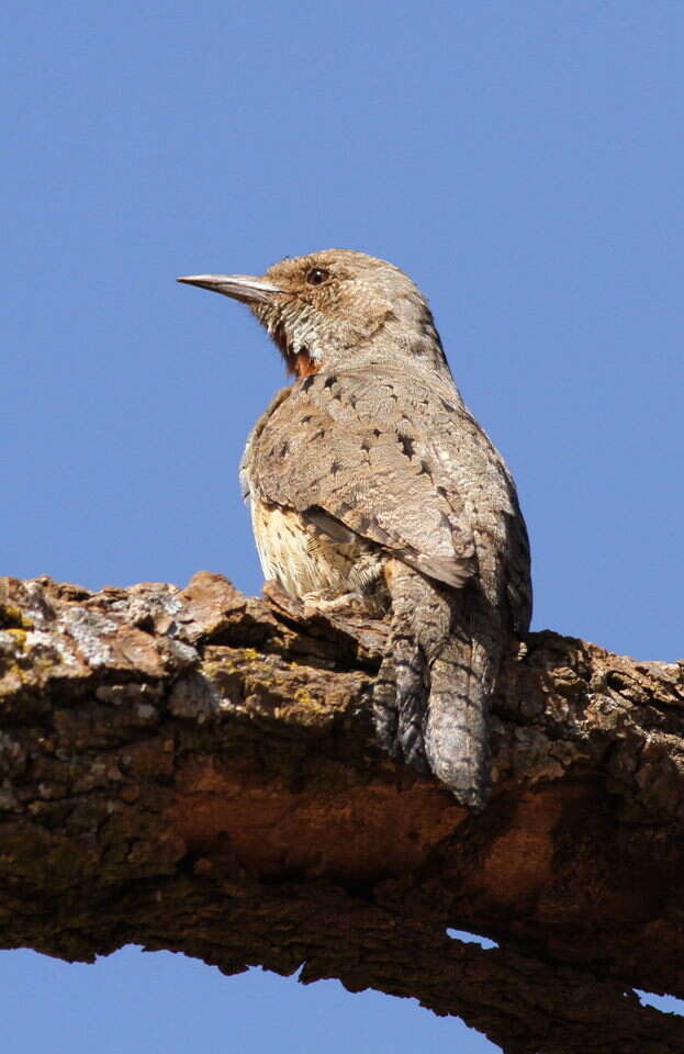 Image of Red-throated Wryneck