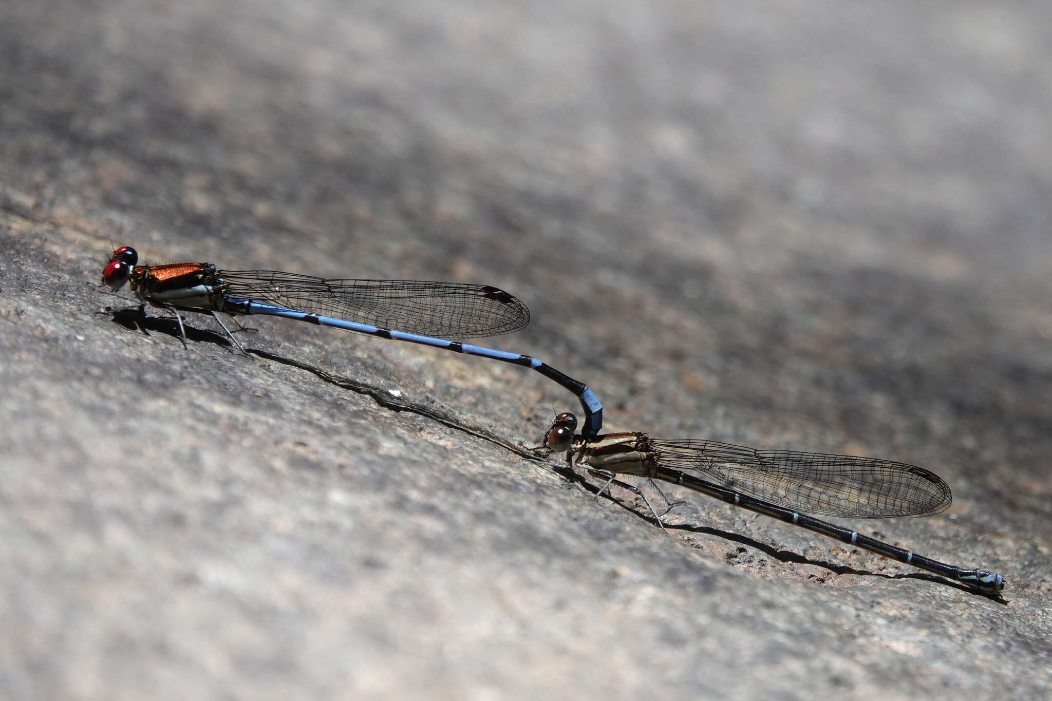 Argia cupraurea Calvert 1902 resmi