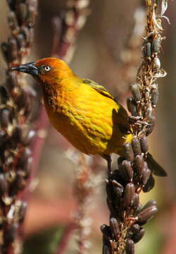 Image of Cape Weaver