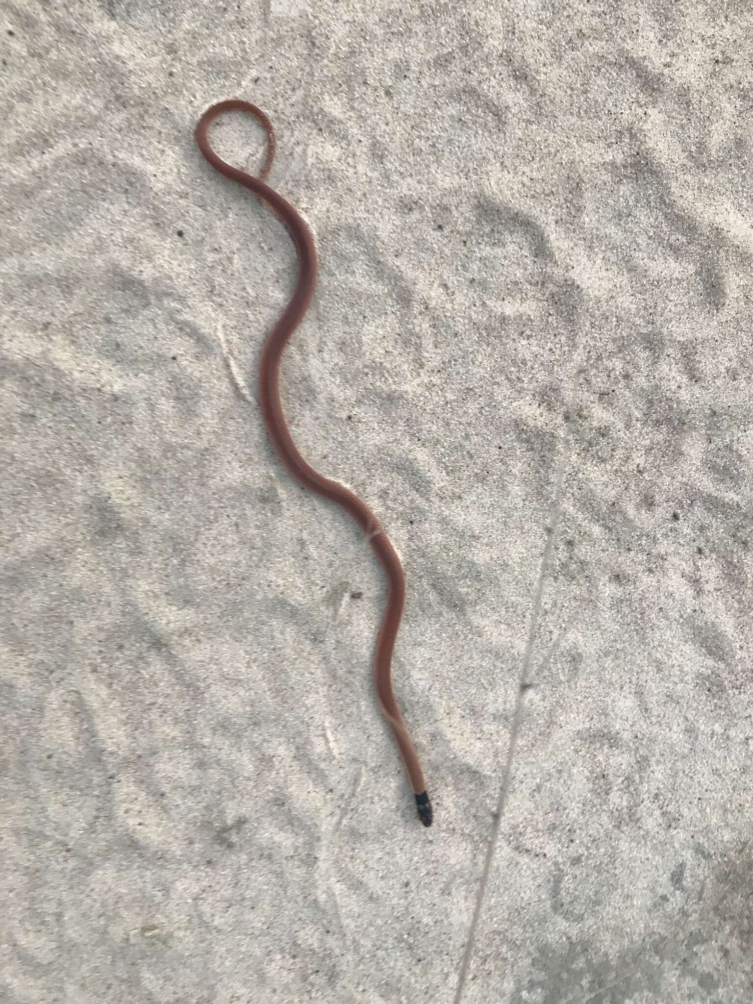 Image of Black-headed Snake (equatoriana
