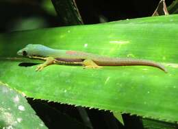 Plancia ëd Phelsuma lineata Gray 1842