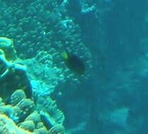 Image of Blacktail chromis