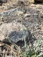 Image of Fendler's rockcress