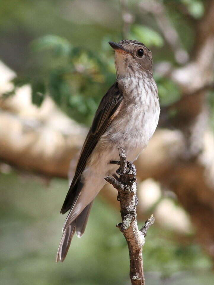 Image of Spotted Flycatcher