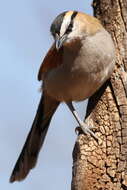 Слика од Tchagra senegalus (Linnaeus 1766)