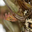 Image of Bulbophyllum spathulatum (Rolfe ex E. W. Cooper) Seidenf.