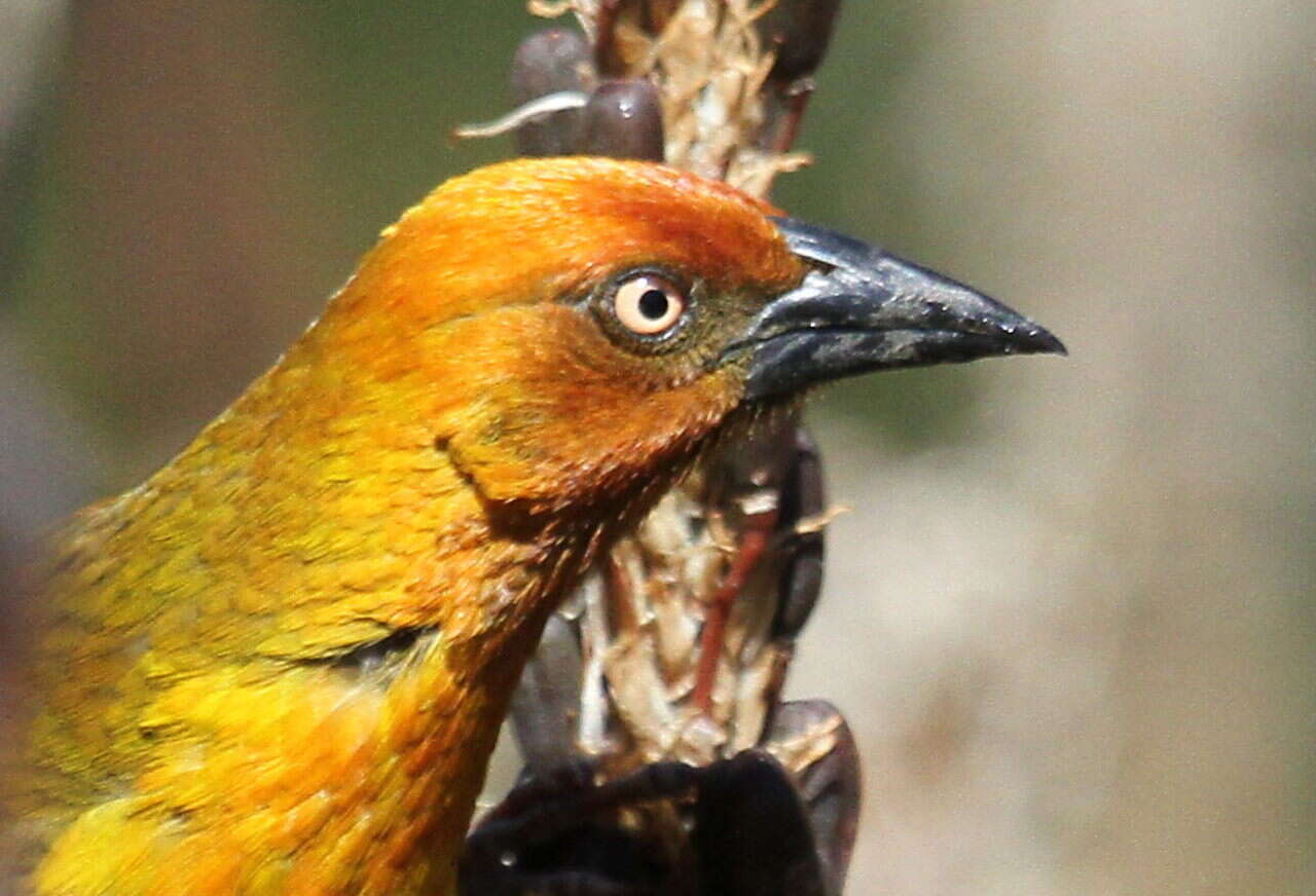 Image of Cape Weaver