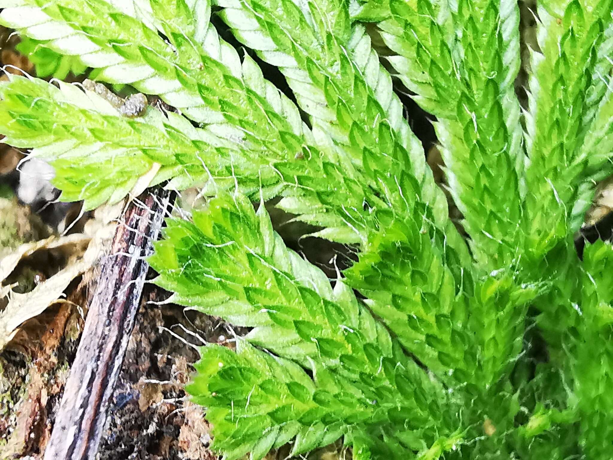 Image of resurrection plant