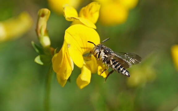 Image of Coelioxys afra Lepeletier 1841