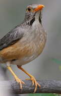 Image of Kurrichane Thrush