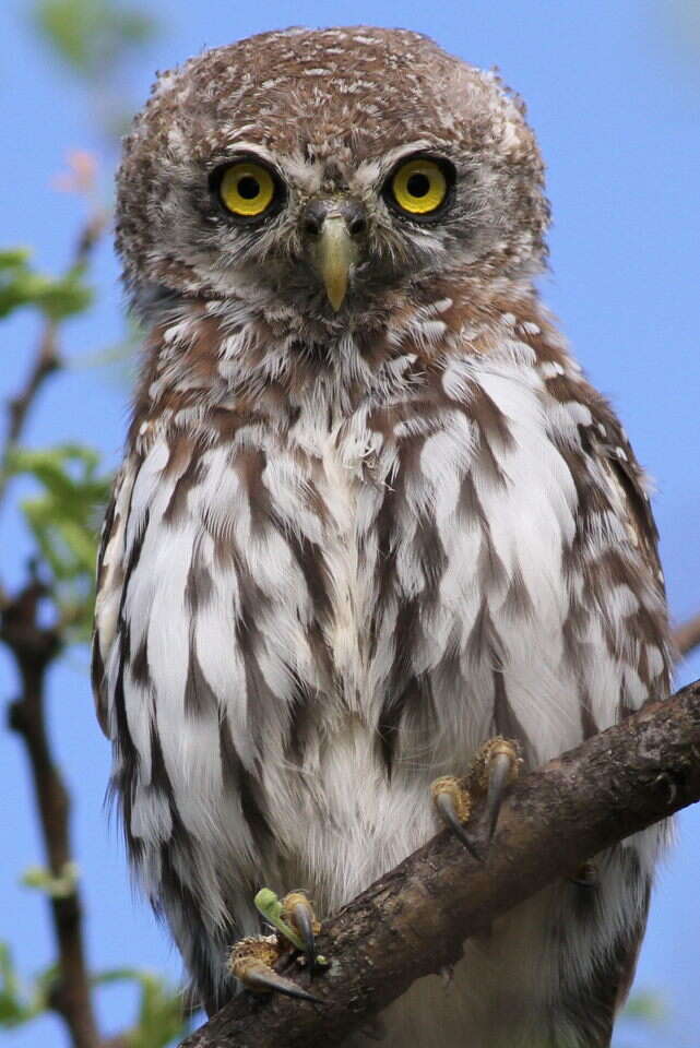 Image of Pearl-spotted Owlet