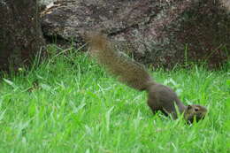 Image of Plantain Squirrel