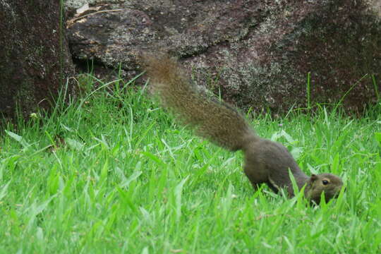 Image of Plantain Squirrel