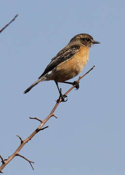 Image of African Stonechat