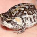 Image of Mountain Rain Frog