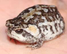 Image of Mountain Rain Frog