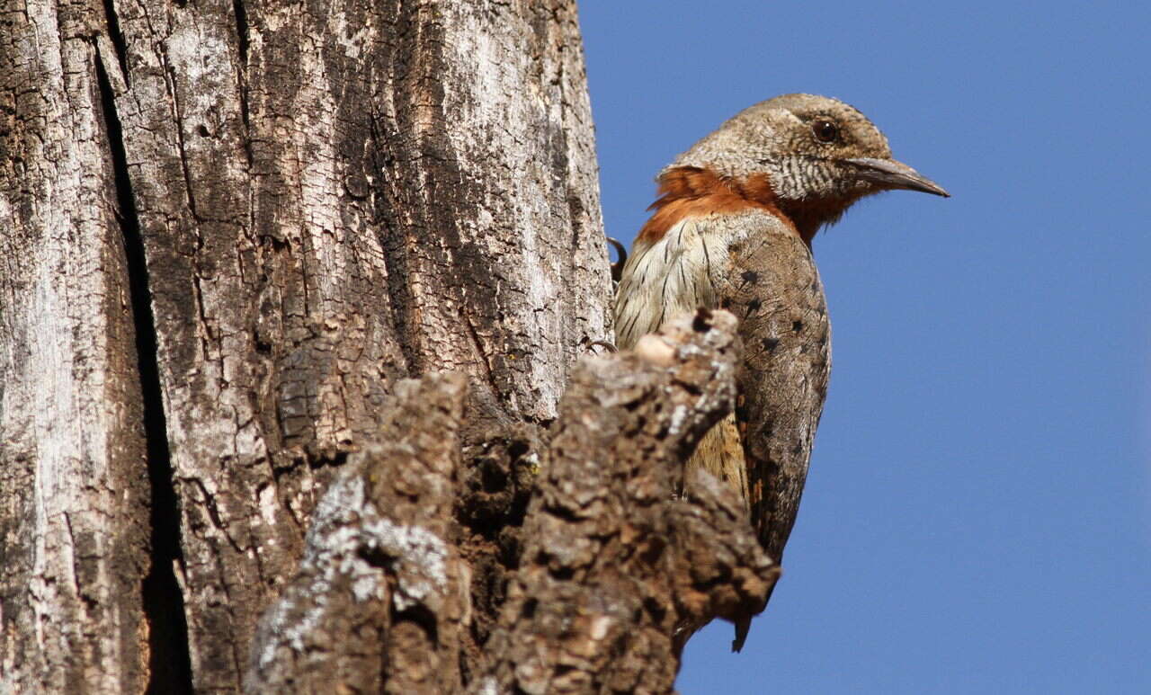 Image of Red-throated Wryneck