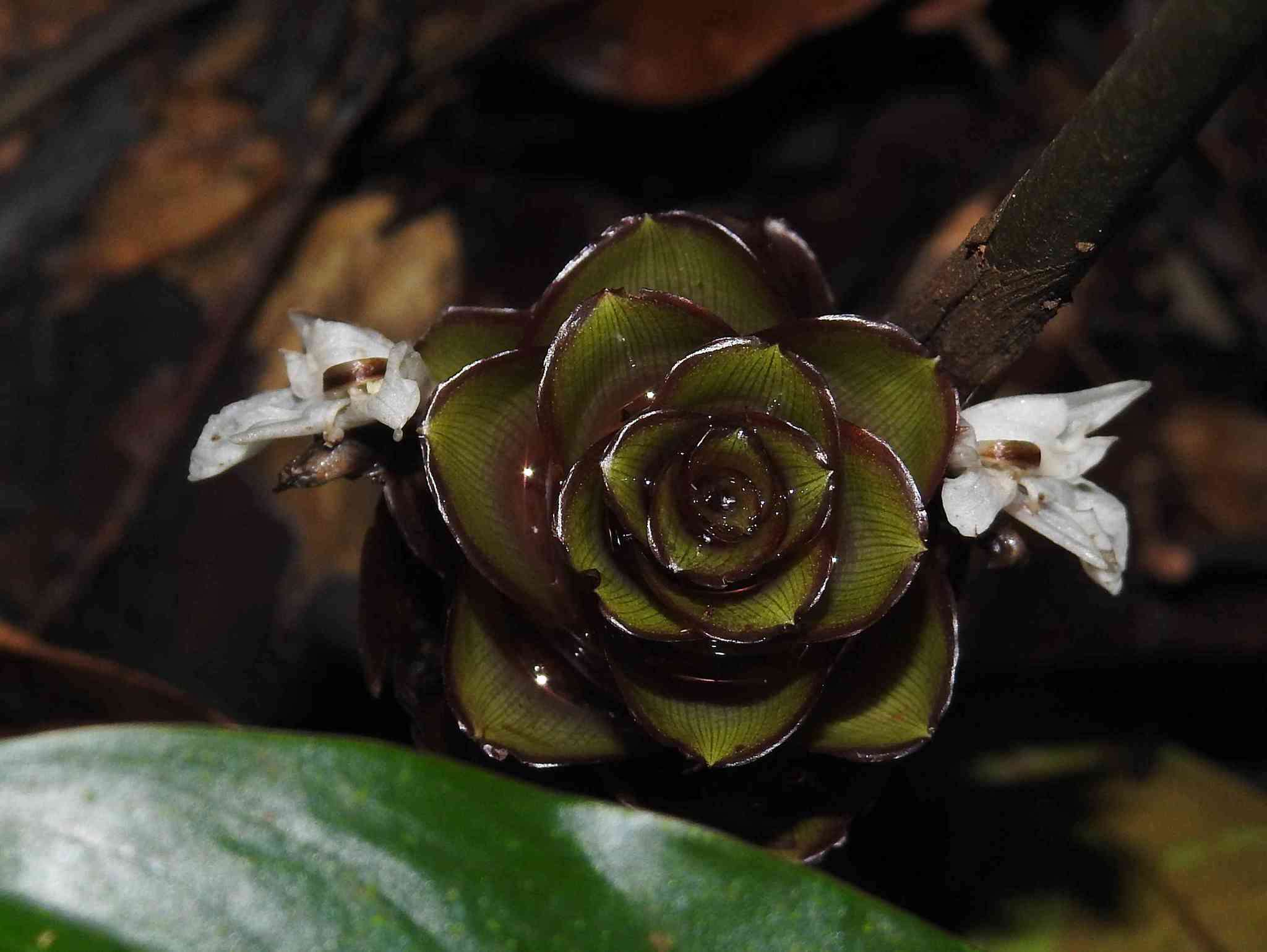 Image de Goeppertia erecta (L. Andersson & H. Kenn.) Borchs. & S. Suárez