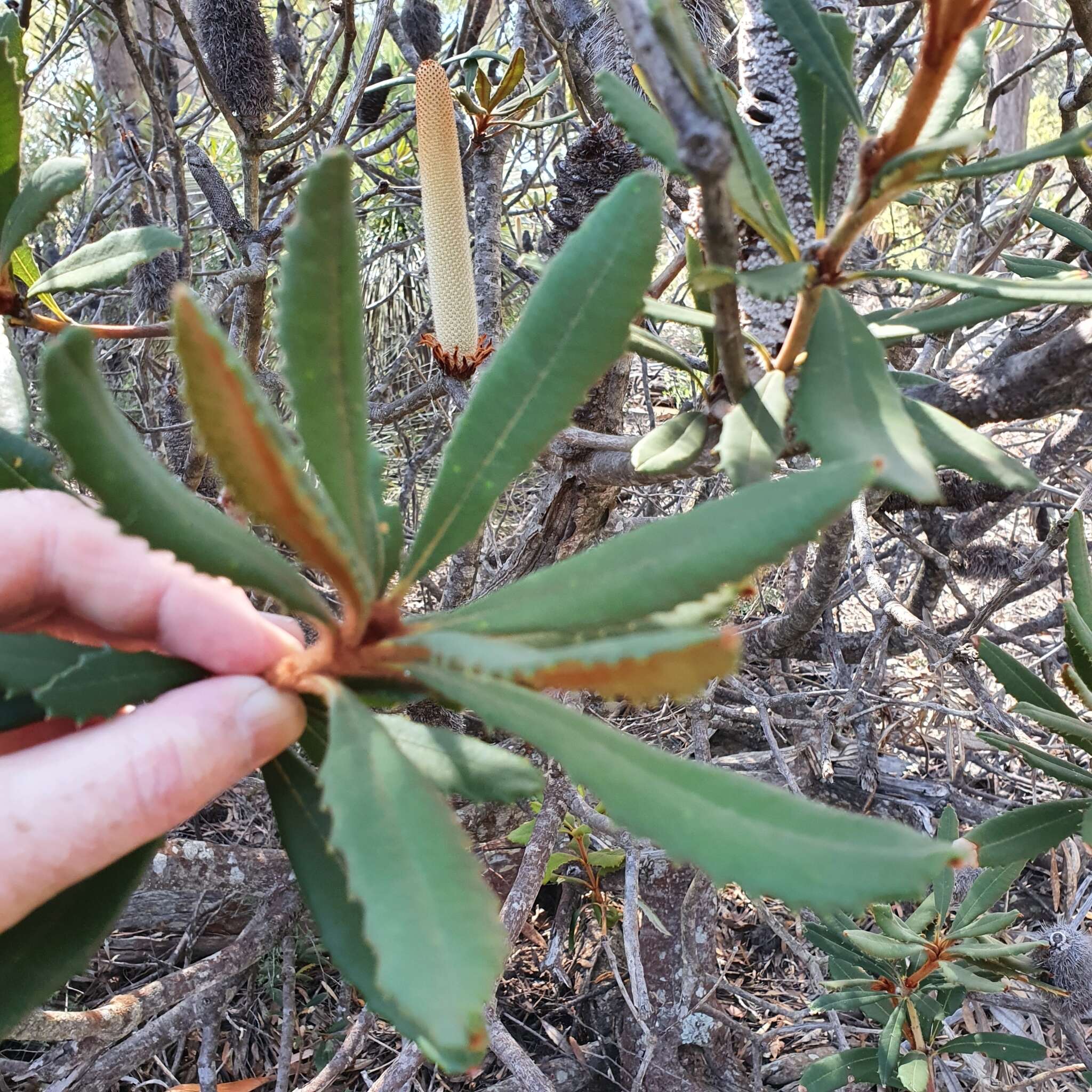 Image of Banksia penicillata (A. S. George) K. Thiele