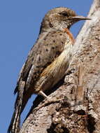 Image of Red-throated Wryneck