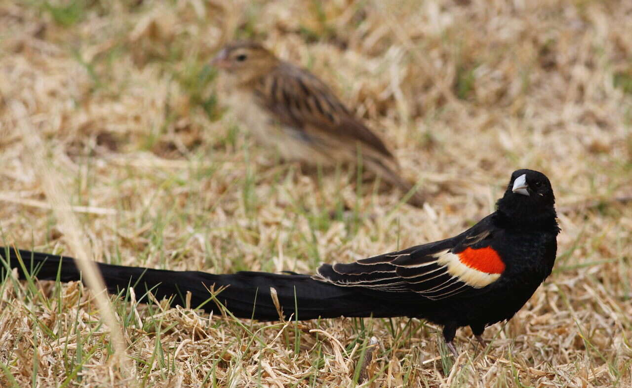 Image of Long-tailed Whydah